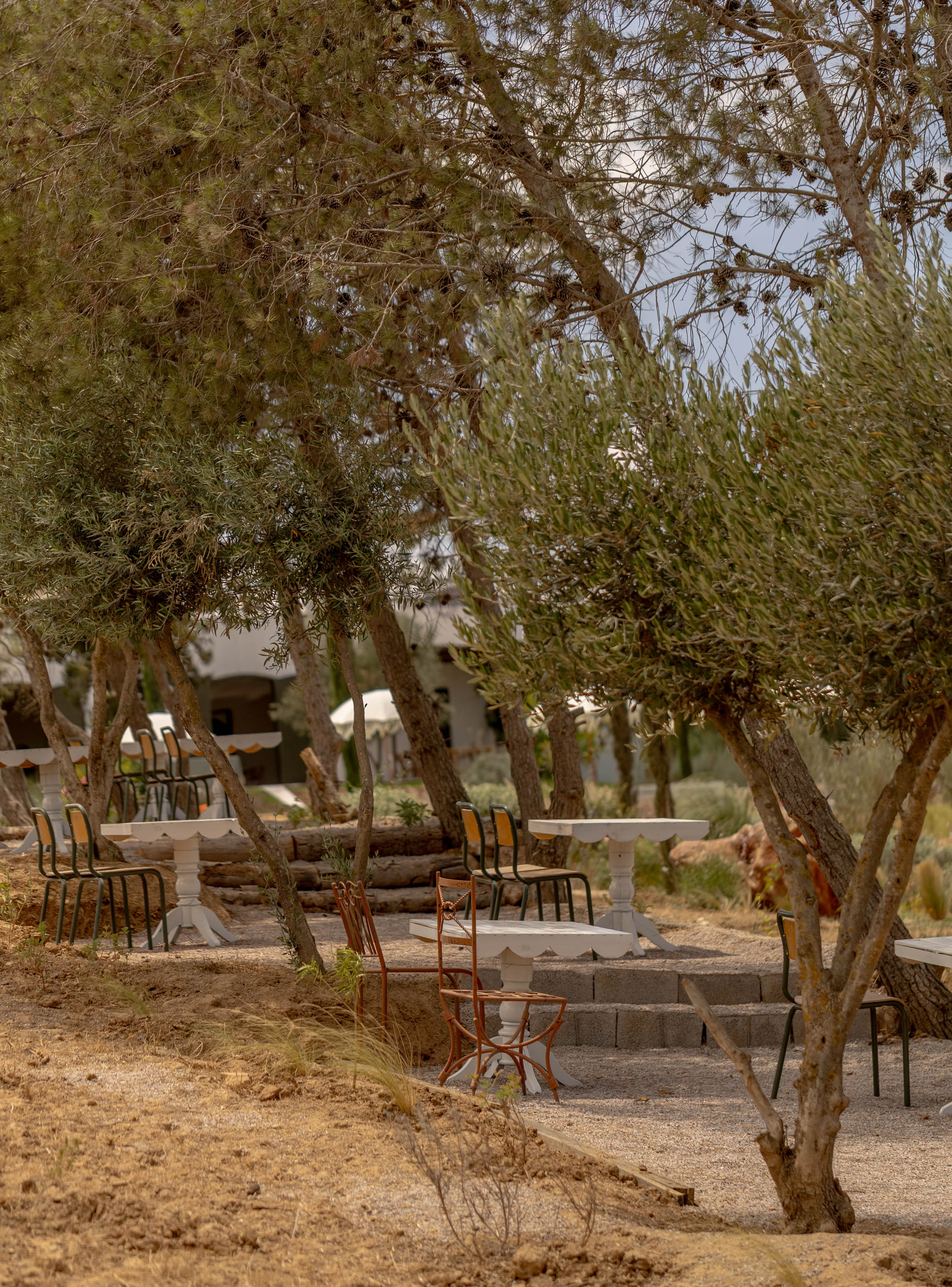 Le fond du jardin sous les oliviers et les pins, sur la terre dorée