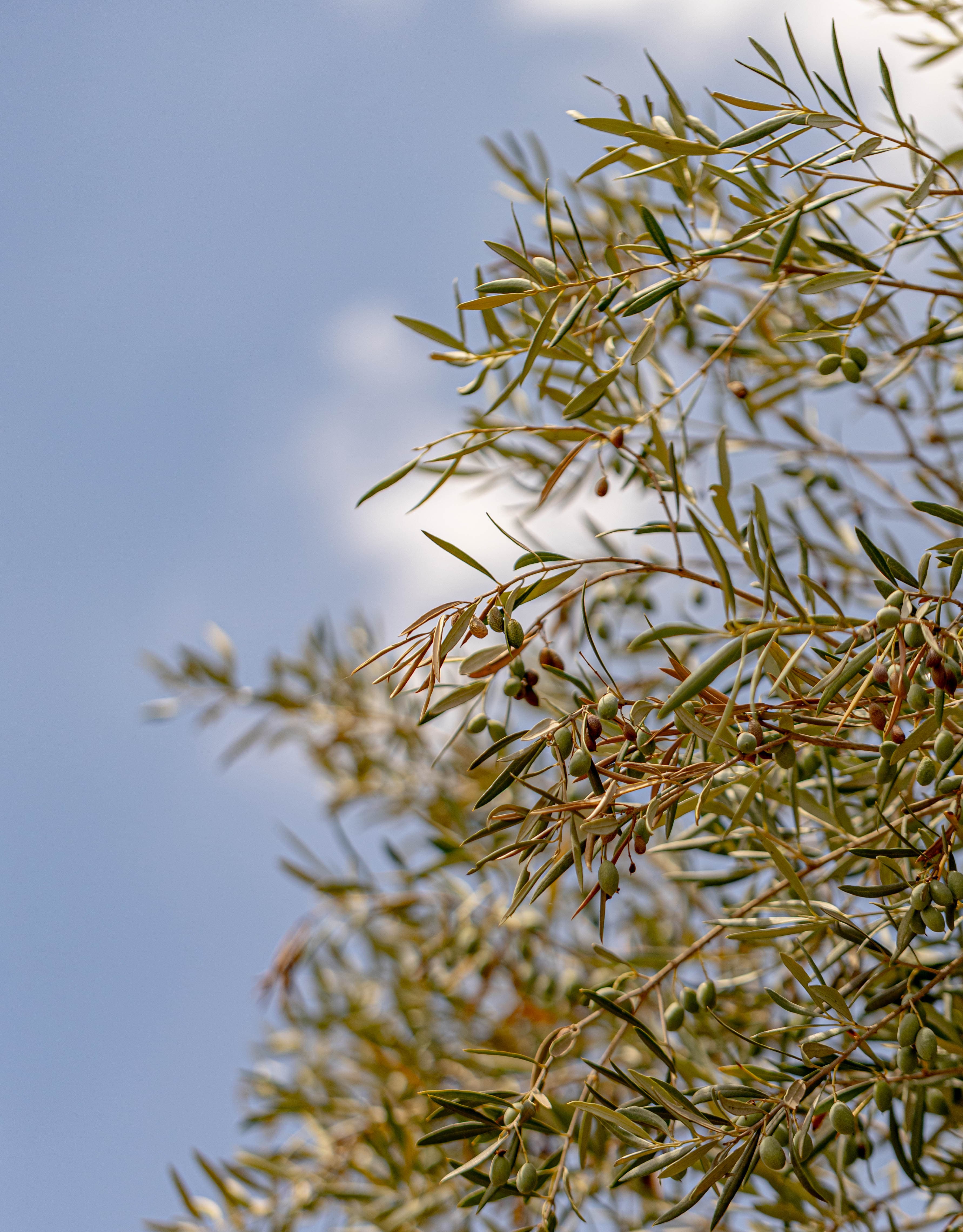 Olives vertes sur leur branche argentée, contre le ciel bleu